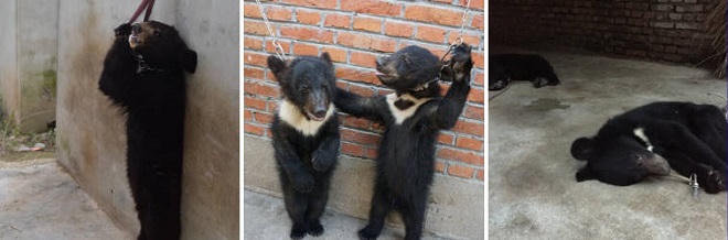 Chuyện buồn sau tour du lịch ngắm động vật hoang dã 