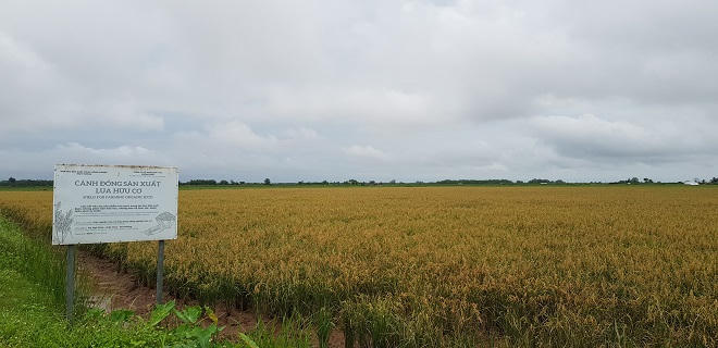 Ước mơ nông sản sạch của cô giám đốc trên cánh đồng ruộng rươi