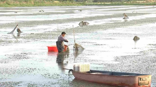 Số phận thăng trầm của con tôm hùm đất ở Trung Quốc