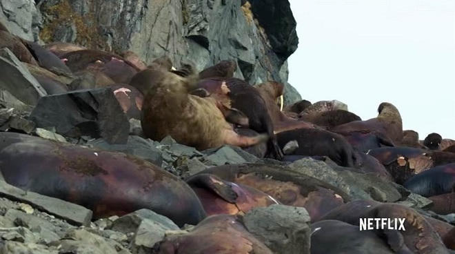 Cái chết nghiệt ngã của những chú hải mã