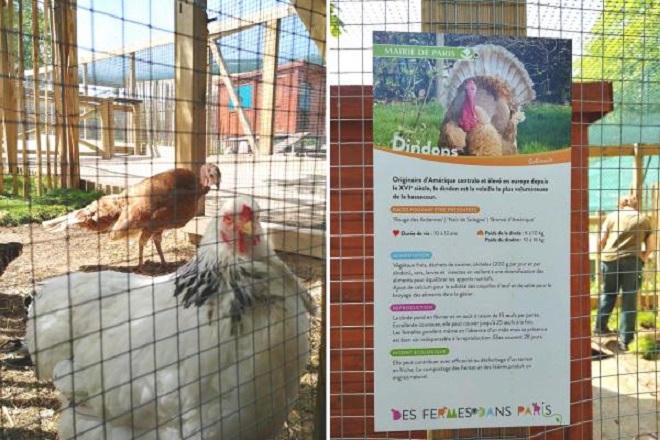 Trào lưu người thành phố tự nuôi trồng đồ ăn