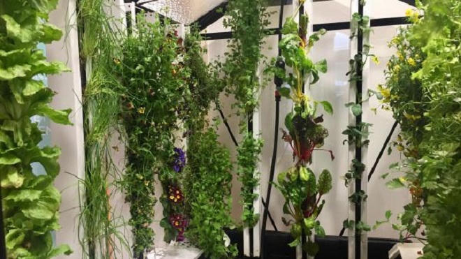 Thời “hồi sinh” phương pháp tự trồng rau 4000 năm tuổi