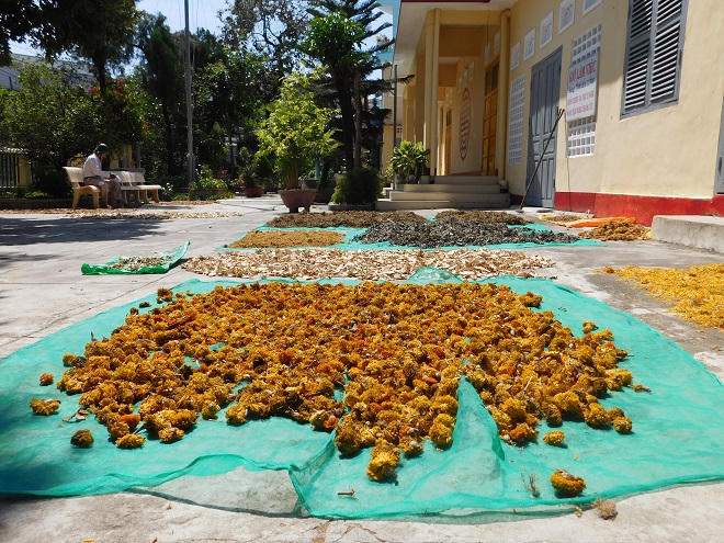 Những lương y chữa bệnh bằng tâm giữa lòng phố biển