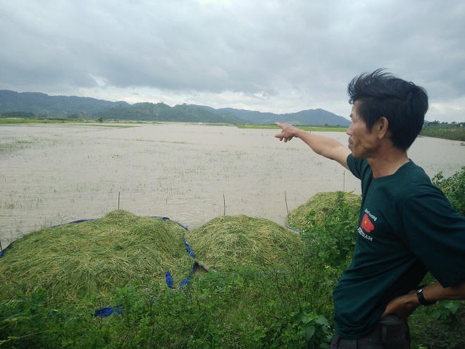 Ngụp lặn giữa dòng nước hộ đê cứu lúa