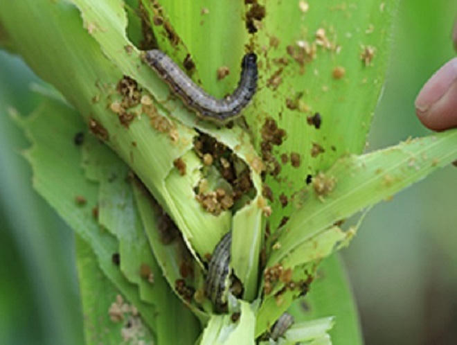 Giữa lúc thương chiến căng thẳng, Trung Quốc lại bị “thiên địch” hoành hành khiến người nông dân khóc ròng