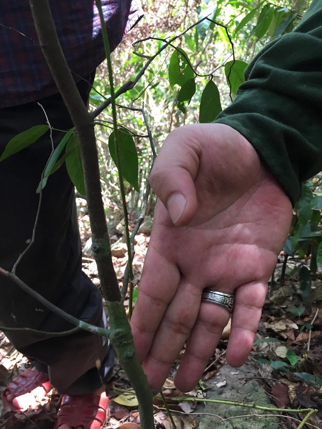 Ban quản lý Rừng phòng hộ Bắc Hải Vân: Cán bộ chiếm rừng làm 'của riêng'