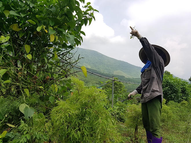 Bỏ phố lên rừng làm thực phẩm sạch