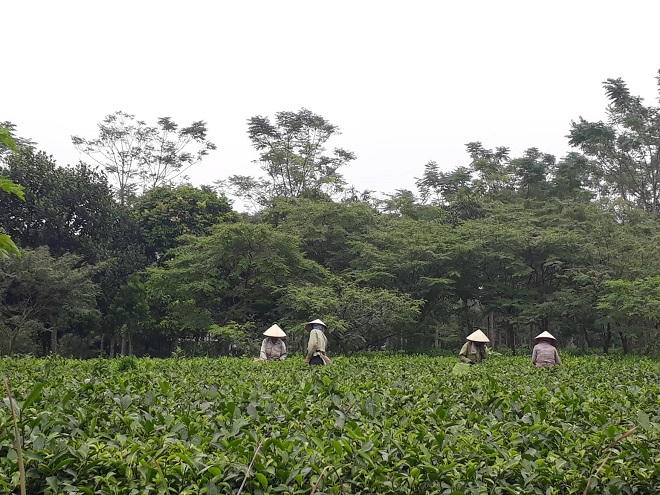 Hành trình “hồi sinh” thương hiệu chè sạch nức tiếng Thủ đô