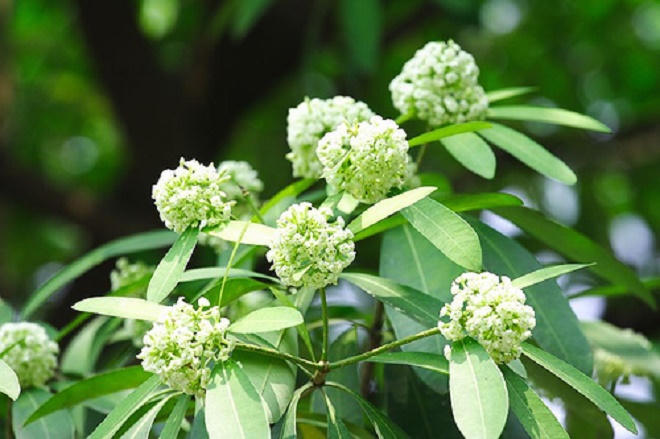 Dù có đi...bốn phương trời