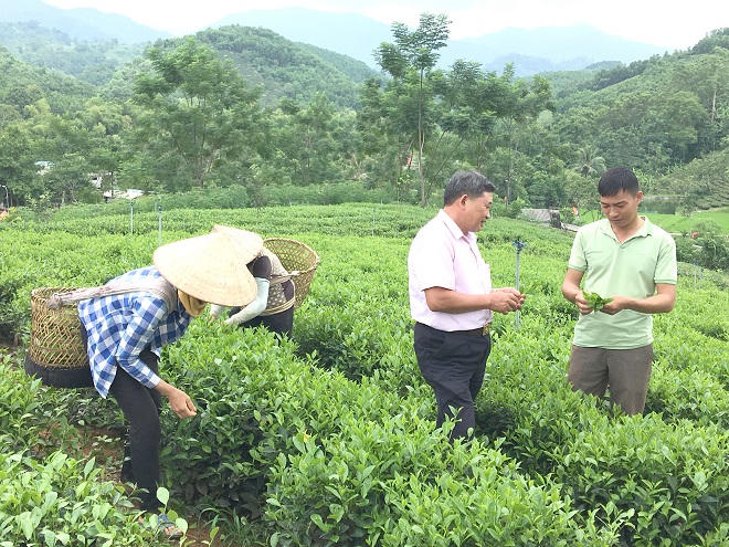 Quyết tâm đột phá vì sự phát triển bền vững của vùng chè xứ Tuyên