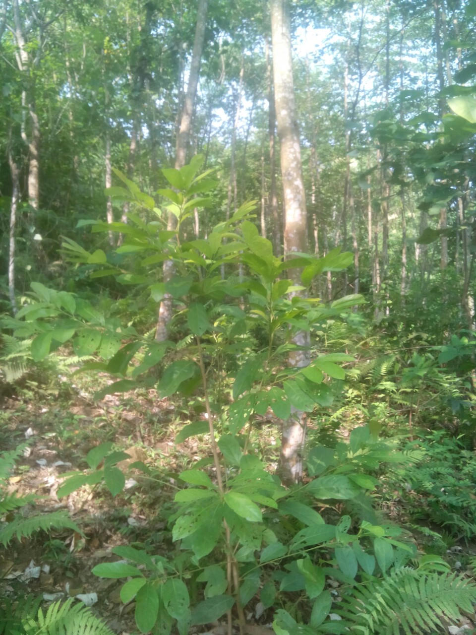 Vợ Bí thư xã tranh chấp đất với các hộ dân ở Phú Thọ: UBND huyện Thanh Sơn chỉ đạo làm rõ