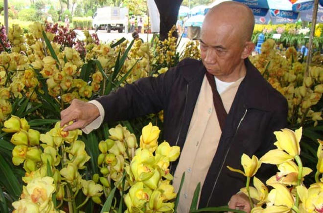 Gừng càng già, càng cay