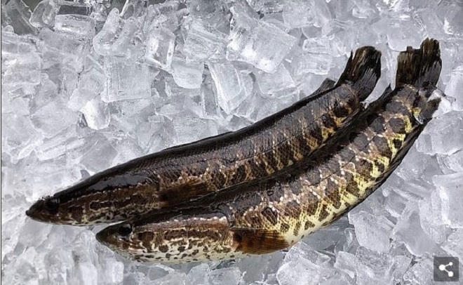 Cá Trung Quốc sống không cần nước, Mỹ khuyến cáo giết ngay