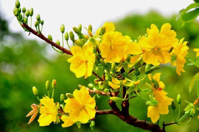 Trải nghiệm Tết ba miền