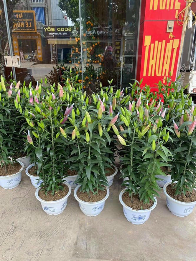 Hoa ly rớt giá thê thảm, cộng đồng mạng kêu gọi 'giải cứu' - ảnh 2