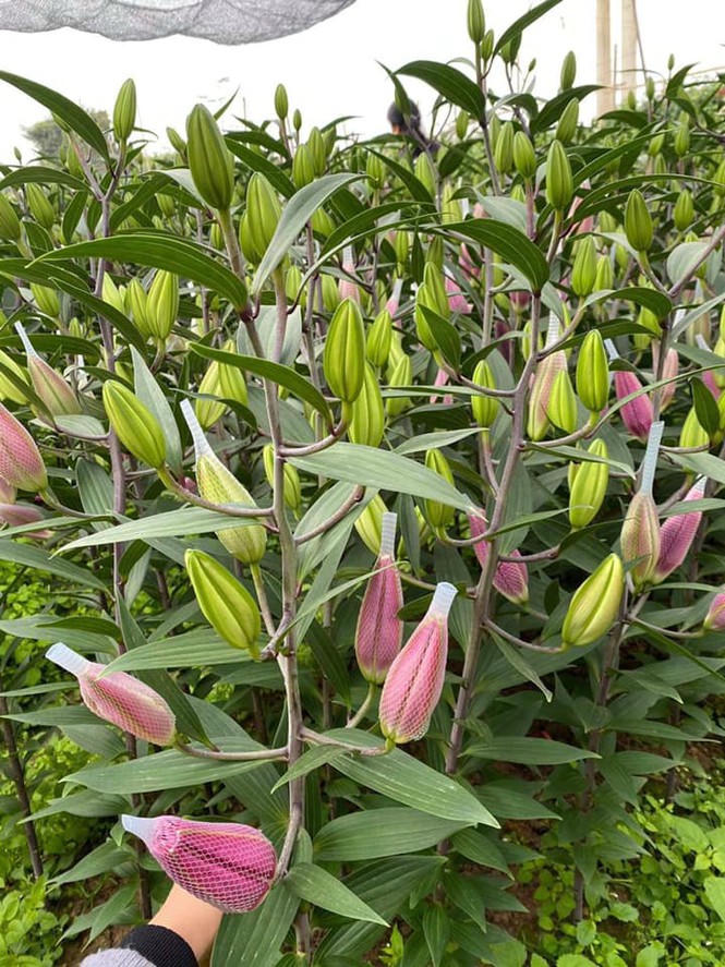 Hoa ly rớt giá thê thảm, cộng đồng mạng kêu gọi 'giải cứu' - ảnh 3