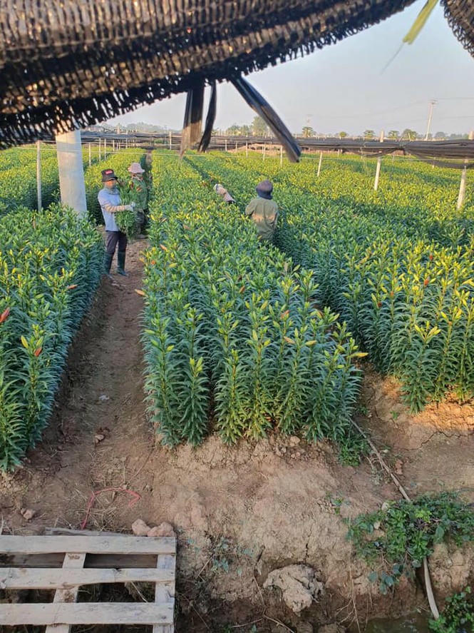 Hoa ly rớt giá thê thảm, cộng đồng mạng kêu gọi 'giải cứu' - ảnh 4