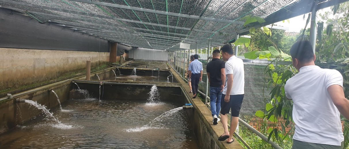 Gần 1.000 tỷ đồng đầu tư phát triển cá nước lạnh ở Lâm Đồng