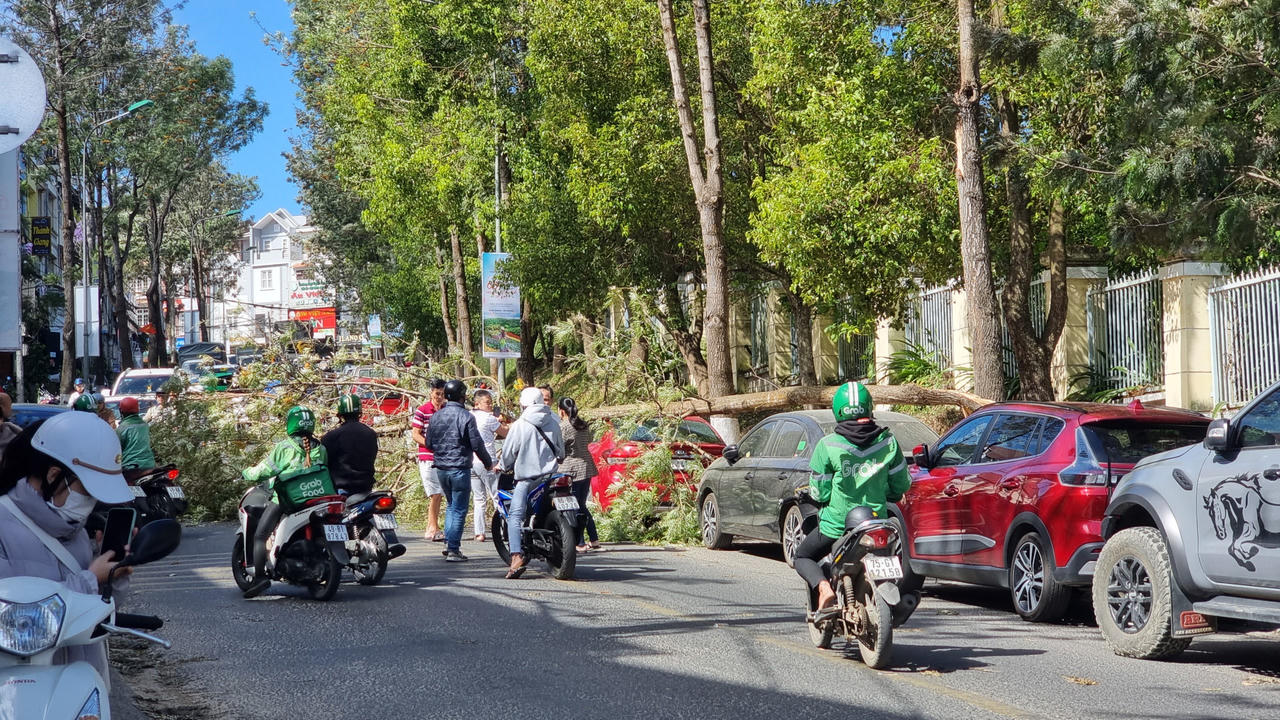 Nhánh cây gãy đè vỡ kính xe ô tô ở trung tâm Đà Lạt