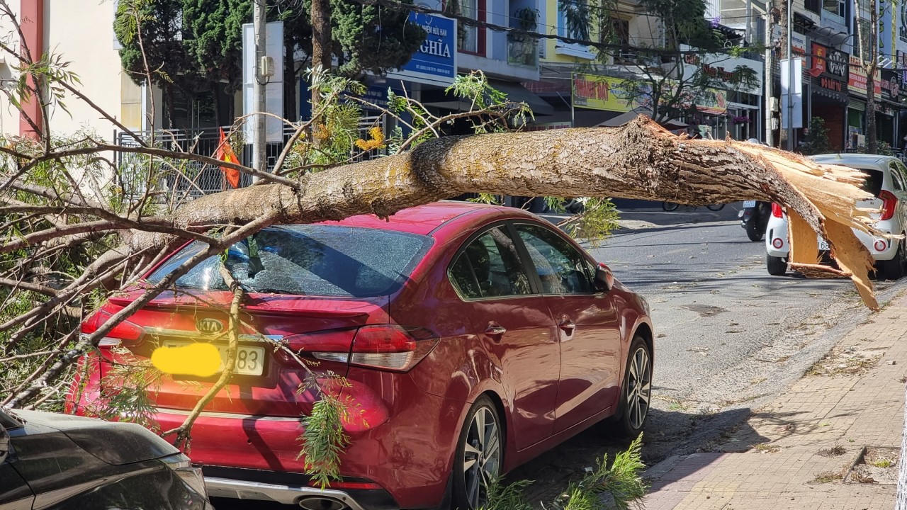 Nhánh cây gãy đè vỡ kính xe ô tô ở trung tâm Đà Lạt