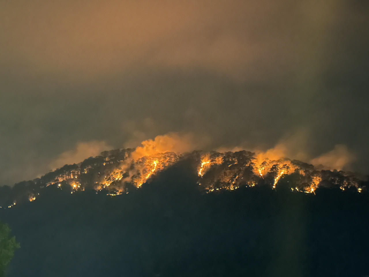 Cháy rừng thông nguyên sinh ở Đà Lạt