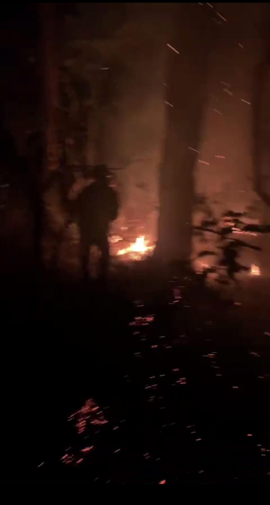 Cháy rừng thông nguyên sinh ở Đà Lạt