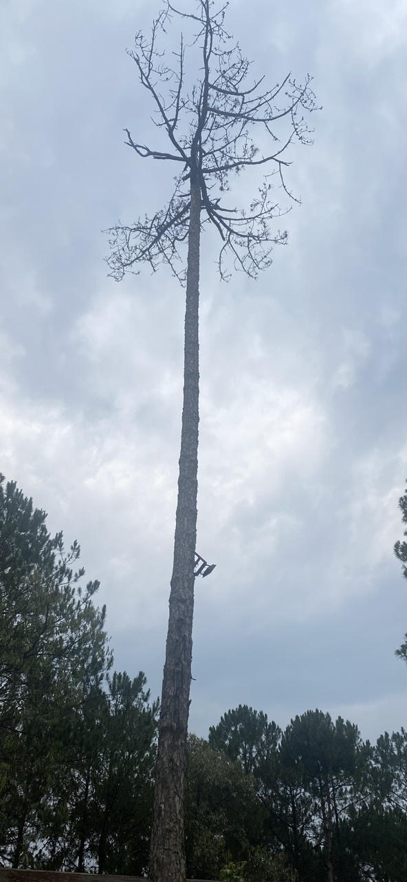 Đề phòng cây đổ gây nguy hiểm cho du khách mùa mưa bão tại Đà Lạt thế nào?