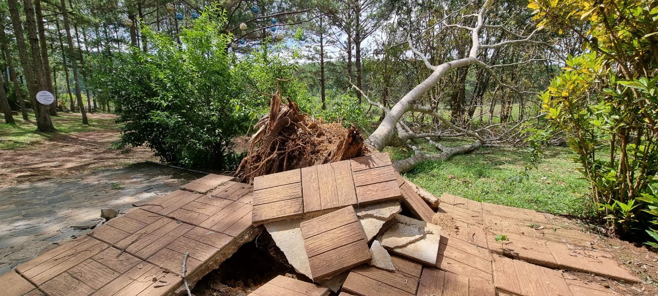 Đề phòng cây đổ gây nguy hiểm cho du khách mùa mưa bão tại Đà Lạt thế nào?