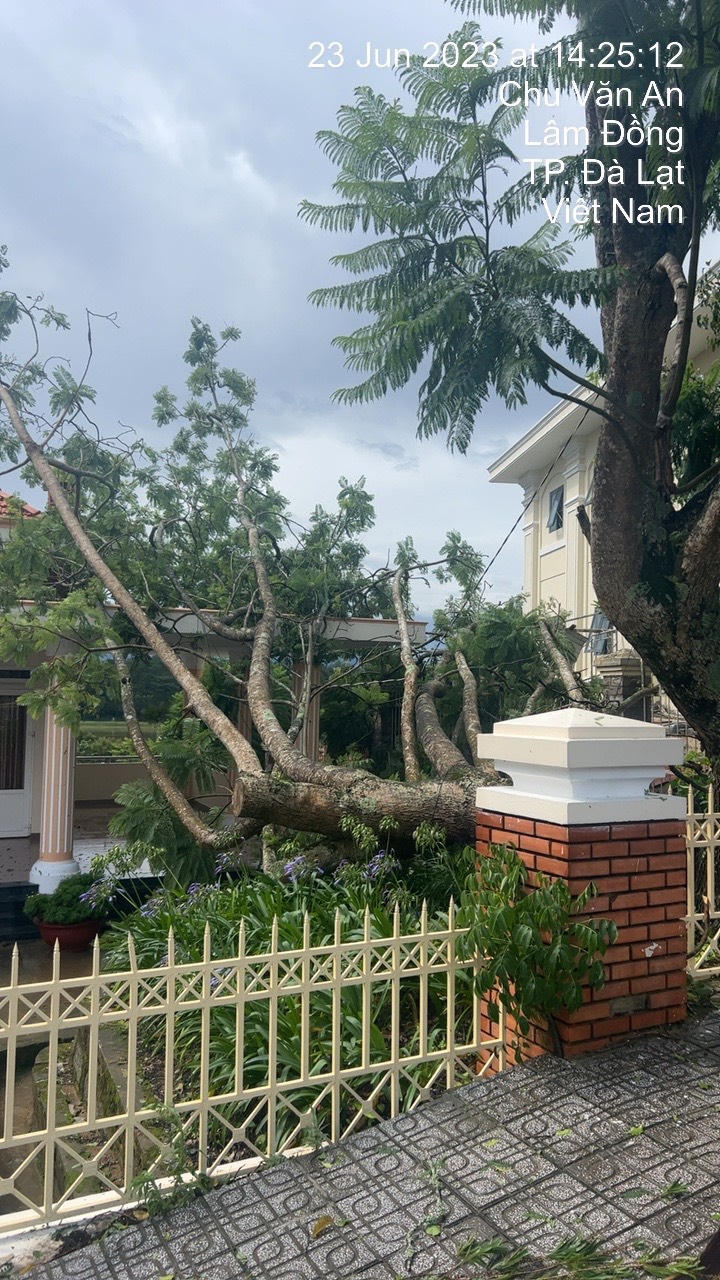 Đà Lạt ngập đường, đổ nhiều cây sau mưa lớn