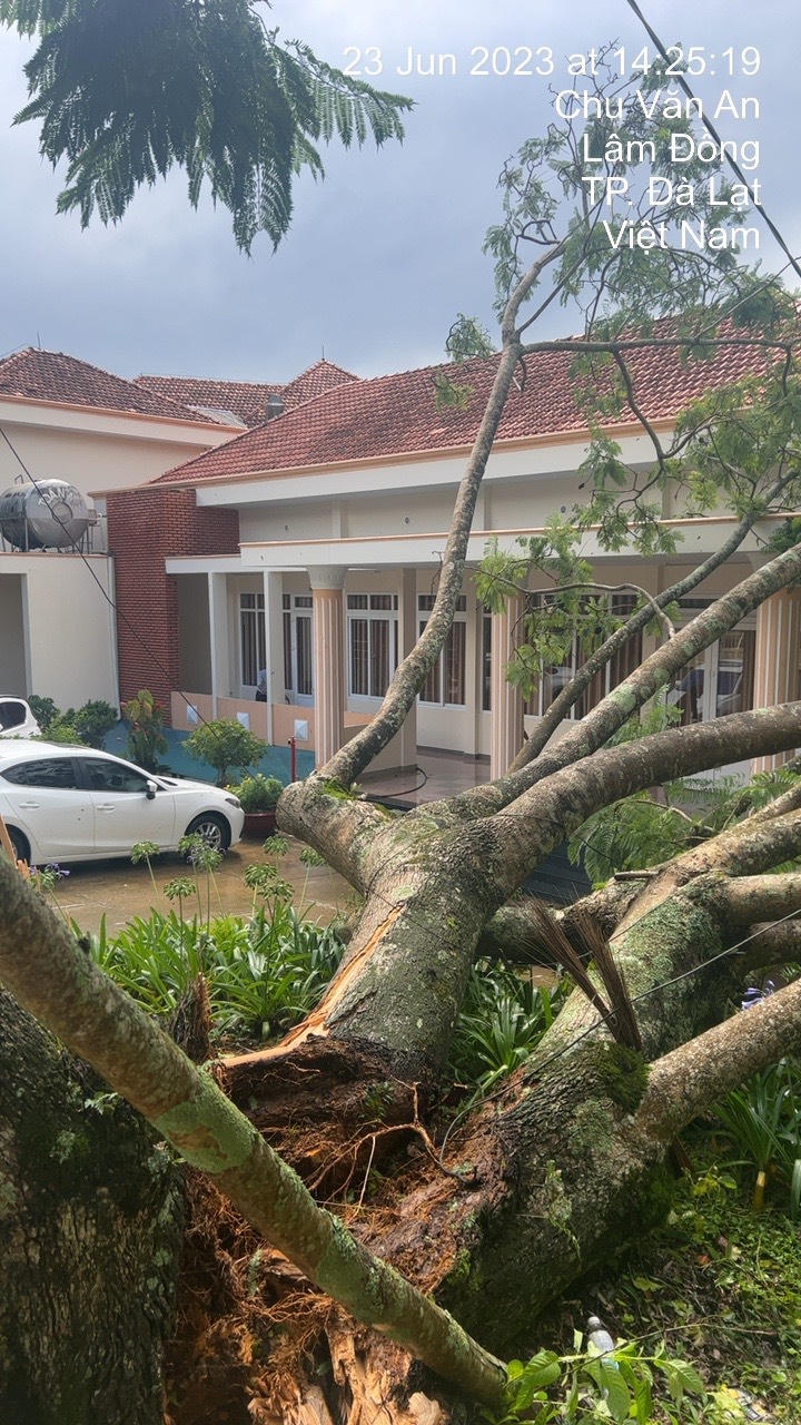 Đà Lạt ngập đường, đổ nhiều cây sau mưa lớn