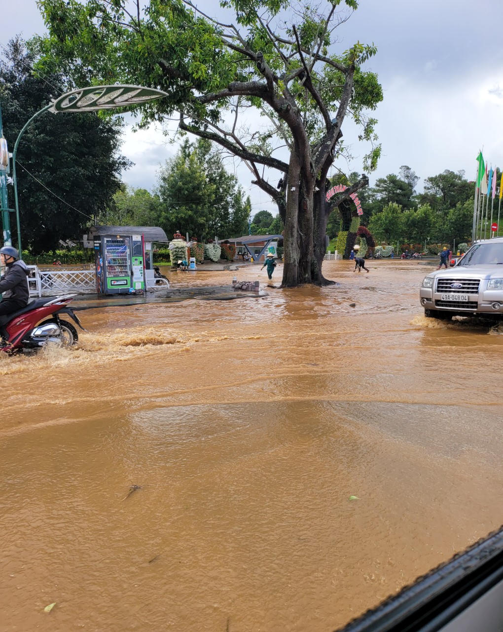 Đà Lạt ngập đường, đổ nhiều cây sau mưa lớn