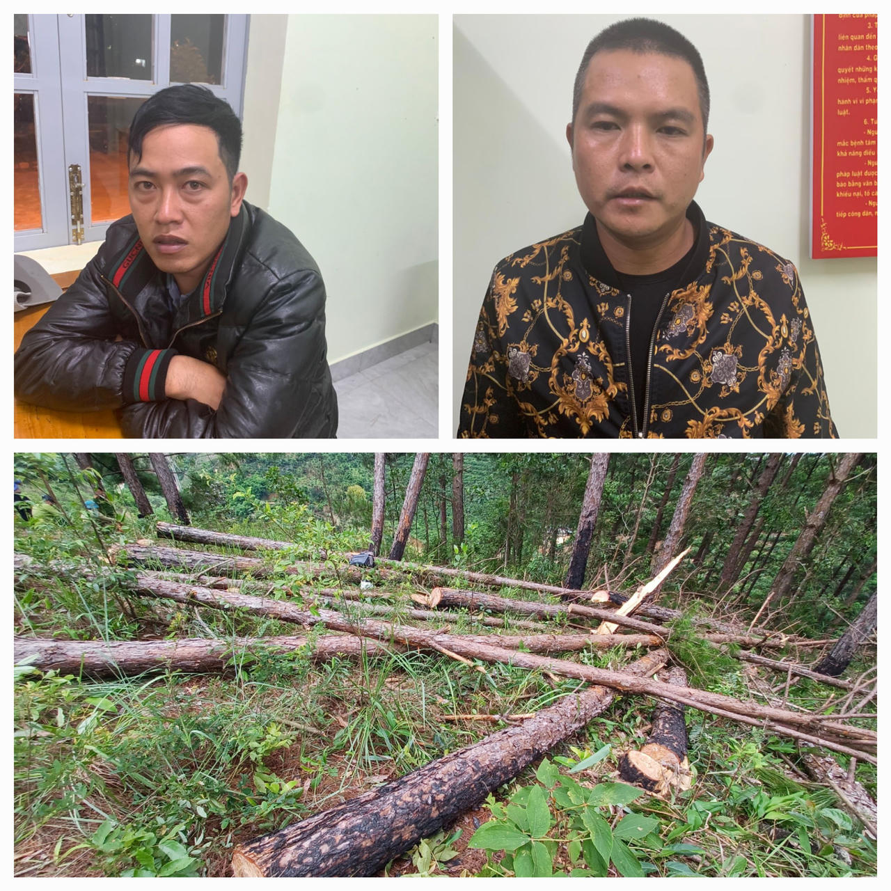 Yêu cầu công an Lâm Đồng điều tra vụ phá gần 150 cây thông