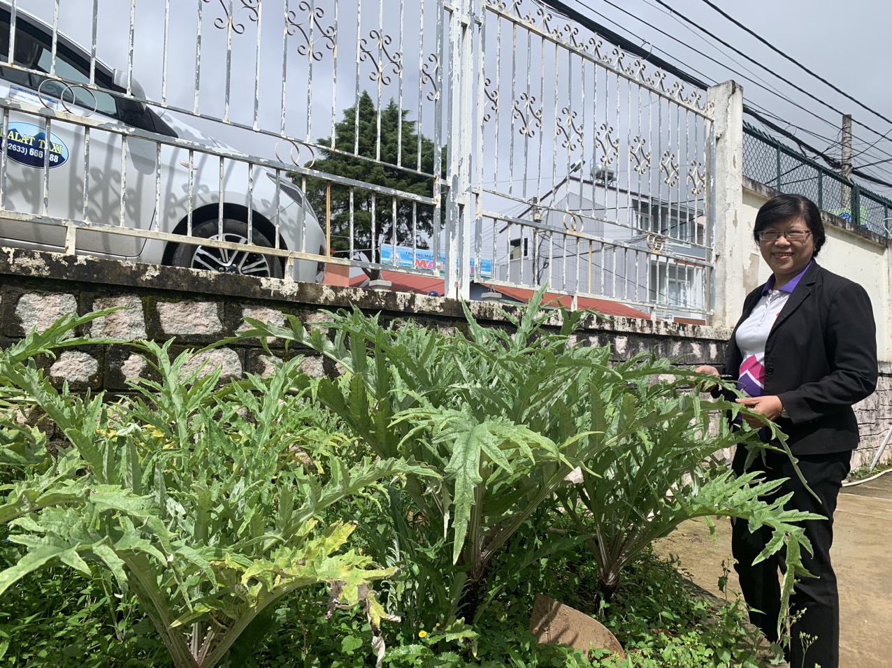 Khát vọng đưa sản phẩm từ atiso xuất ngoại