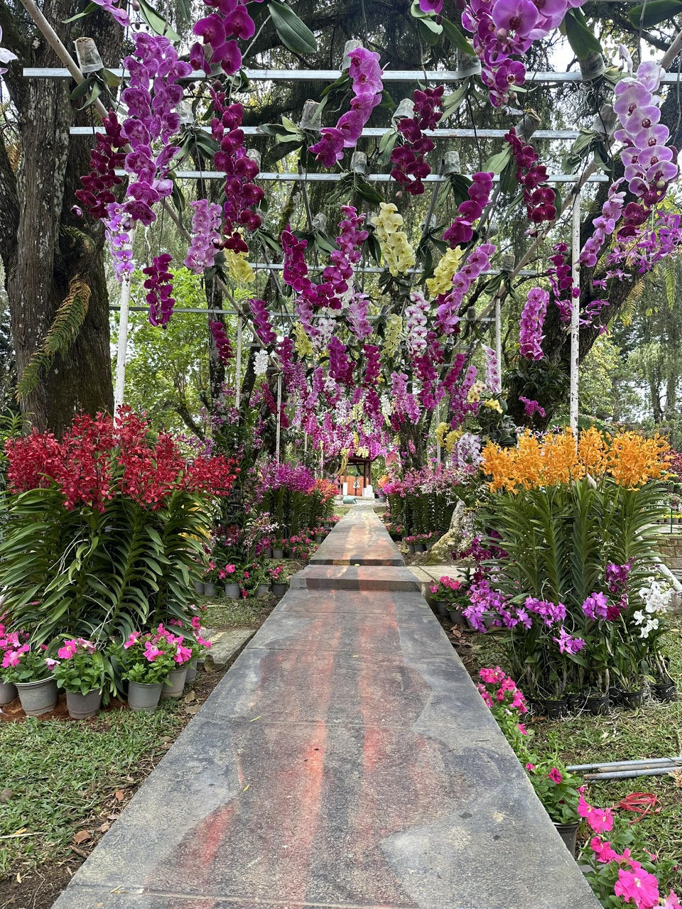 Hoa, cây cảnh Đà Lạt 'khoe sắc'