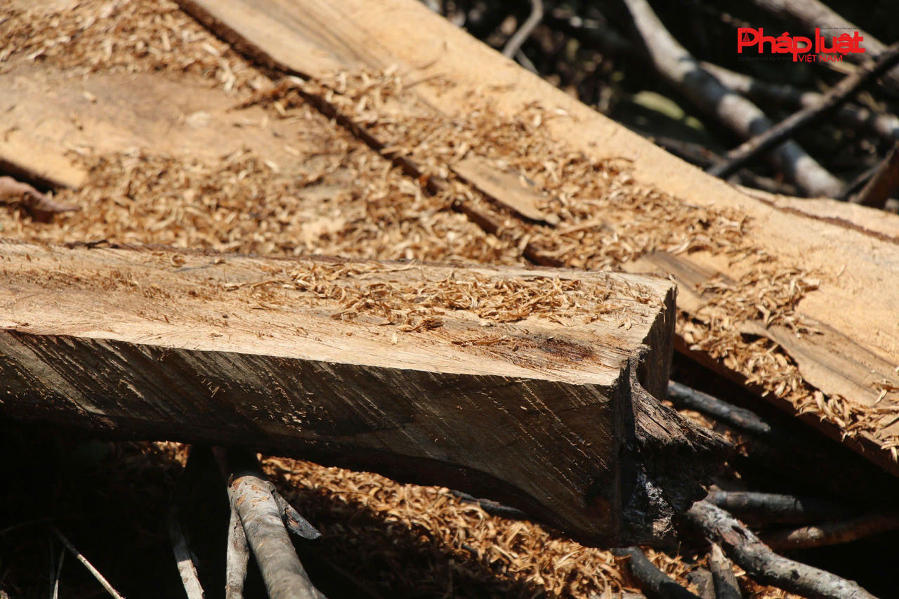 Thái Nguyên - Rừng phòng hộ ở bị "xẻ thịt", cây lâu năm bị thay thế bằng keo non