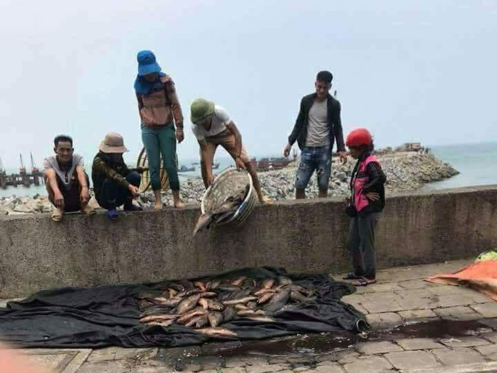 Lại xảy ra hiện tượng cá chết ở Vũng Áng