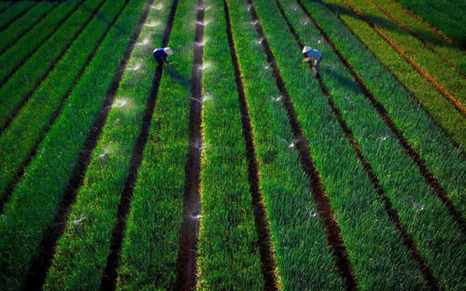 Xứ Nghệ đánh thức tiềm năng nông nghiệp công nghệ cao