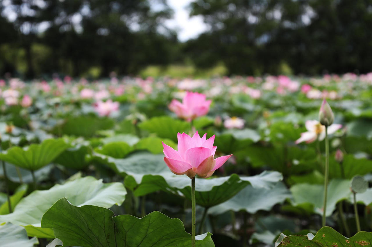 Formosa Hà Tĩnh hướng tới 'công viên hóa' nhà máy