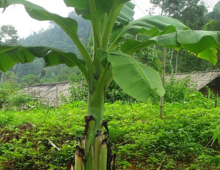 Chuối Cô đơn: “Biệt dược” cứu người nghèo khó