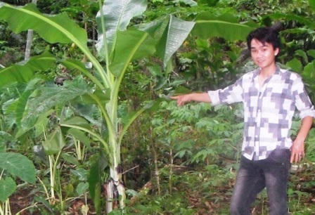 Chuối Cô đơn: “Biệt dược” cứu người nghèo khó