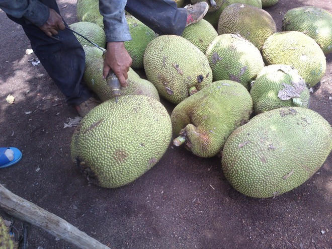 Vụ mít “ngậm” hóa chất: Chủ cơ sở không biết hóa chất có độc hay không