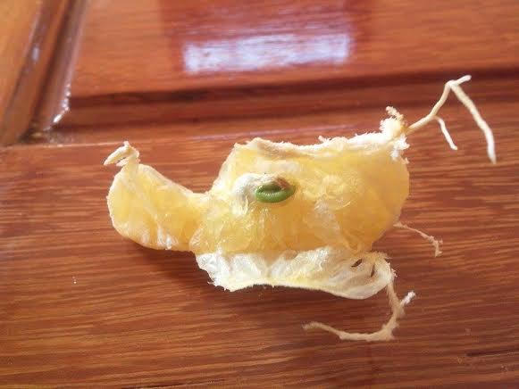 Giật mình phát hiện cam bỏ quên hai tháng vẫn tươi nguyên