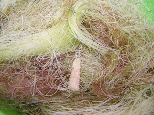 Bài thuốc từ cây, lá cho người cao huyết áp