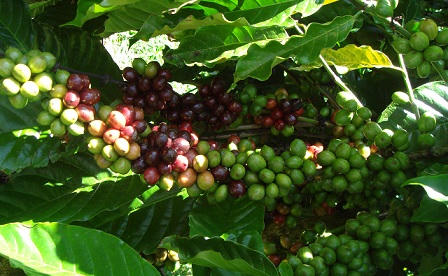 Cha đẻ sản phẩm cứu cây đa Tân Trào mang “thần dược” đi “Tây”