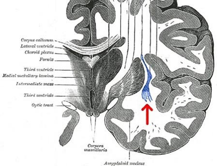 Phát hiện công tắc “bật - tắt” trong bộ não