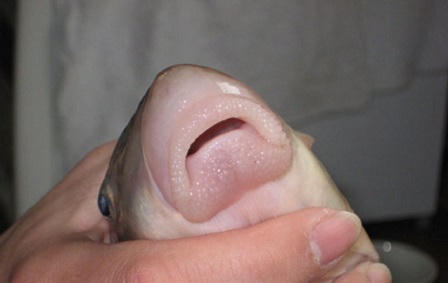 Sốc với “thú” ẩm thực trăm triệu của đại gia