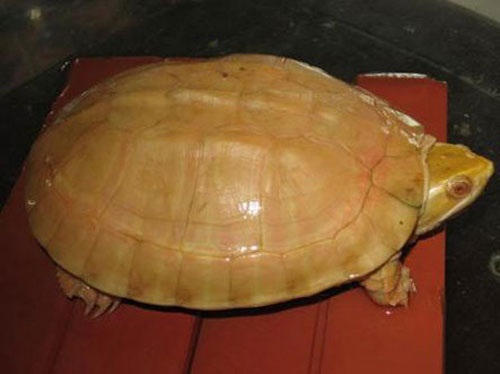 Sốc với “thú” ẩm thực trăm triệu của đại gia