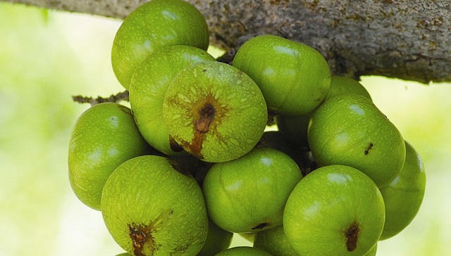 Trái sung trị “bách bệnh”