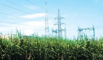 Ông Đặng Văn Thành nuôi bò Kobe “Made in Vietnam“