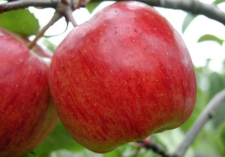 Phòng bệnh tiểu đường bằng thực phẩm